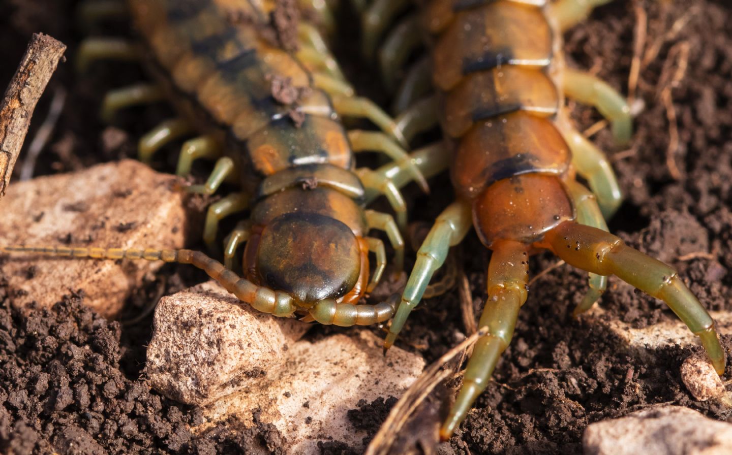 Scolopendra cingulata (Scolopendridae)